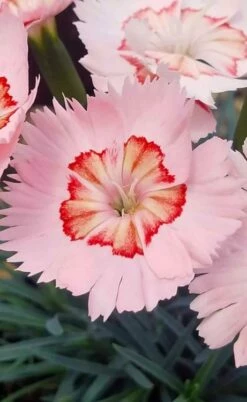 Georgia Peach Pie Dianthus - 1 Gallon Pot -Wilson Bros Gardens Shop dianthus georgia peach pie 5