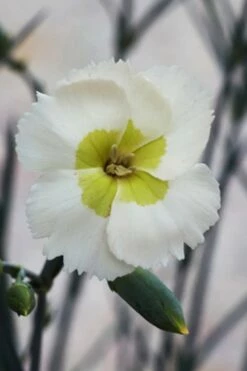 Key Lime Pie Dianthus - 1 Gallon Pot