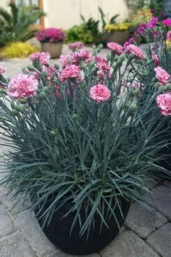 Pinball Wizard Dianthus - 1 Gallon Pot -Wilson Bros Gardens Shop dianthus pinball wizard 10