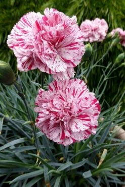 Pinball Wizard Dianthus - 1 Gallon Pot -Wilson Bros Gardens Shop dianthus pinball wizard 4
