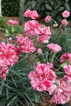 Pinball Wizard Dianthus - 1 Gallon Pot -Wilson Bros Gardens Shop dianthus pinball wizard 5