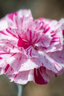 Pinball Wizard Dianthus - 1 Gallon Pot -Wilson Bros Gardens Shop dianthus pinball wizard 8