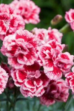 Scent First 'Sugar Plum' Dianthus (Carnation) - 5 Pack Of Quart Pots -Wilson Bros Gardens Shop dianthus scent first sugar plum 1