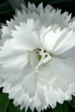 Super Trouper White Dianthus - 5 Pack Of Quart Pots 9 Super Trouper White Dianthus - 5 Pack Of Quart Pots -Wilson Bros Gardens Shop dianthus super trouper white 500x750 1