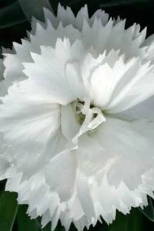 Super Trouper White Dianthus - 5 Pack Of Quart Pots 5 Super Trouper White Dianthus - 5 Pack Of Quart Pots - Image 5