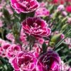 Super Trouper Magenta White Dianthus (Carnation) - 5 Pack Of Quart Pots