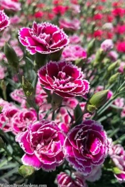 Super Trouper Magenta White Dianthus (Carnation) - 5 Pack Of Quart Pots