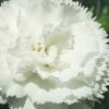 Super Trouper White Dianthus - 5 Pack Of Quart Pots