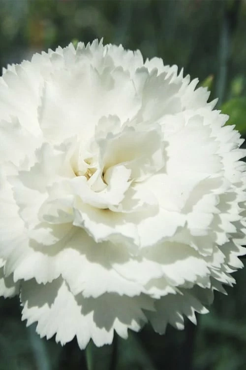 Super Trouper White Dianthus - 5 Pack Of Quart Pots 1 Super Trouper White Dianthus - 5 Pack Of Quart Pots