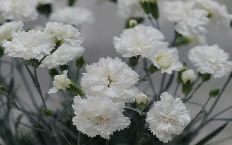 Super Trouper White Dianthus - 5 Pack Of Quart Pots 4 Super Trouper White Dianthus - 5 Pack Of Quart Pots - Image 4