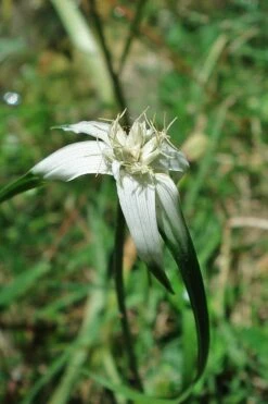 White Star Grass (Rhynchospora Colorata) - 1 Gallon Pot -Wilson Bros Gardens Shop dichromena latifolia white top sedge grass 4 1