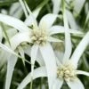 White Star Grass (Dichromena Latifolia) - 8 Pack Of 1 Gallon Pots