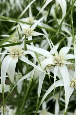 White Star Grass (Rhynchospora Colorata) - 1 Gallon Pot -Wilson Bros Gardens Shop dichromena latifolia white top sedge grass 6 1