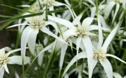 White Star Grass (Rhynchospora Colorata) - 1 Gallon Pot -Wilson Bros Gardens Shop dichromena latifolia white top sedge grass 7 1