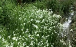 White Star Grass (Dichromena Latifolia) - 8 Pack Of 1 Gallon Pots -Wilson Bros Gardens Shop dichromena latifolia white top sedge grass 8