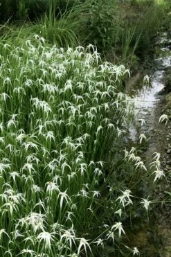 White Star Grass (Rhynchospora Colorata) - 1 Gallon Pot -Wilson Bros Gardens Shop dichromena latifolia white top sedge grass 9 1