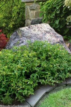 Dwarf Bush Honeysuckle (Diervilla Lonicera) - 1 Gallon Pot -Wilson Bros Gardens Shop diervilla lonicera dwarf bush honeysuckle 13