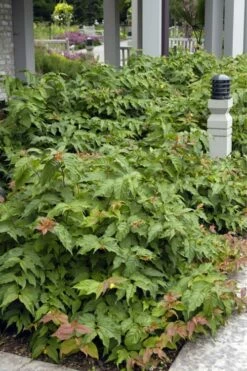 Dwarf Bush Honeysuckle (Diervilla Lonicera) - 1 Gallon Pot -Wilson Bros Gardens Shop diervilla lonicera dwarf bush honeysuckle 6