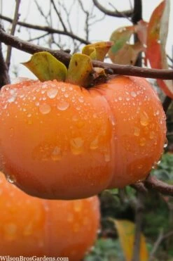 Fuyu Persimmon Tree - 7 Gallon Pot (4-5')