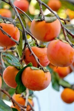 Fuyu Persimmon Tree - 7 Gallon Pot (4-5') -Wilson Bros Gardens Shop diospyros kaki fuyu persimmon tree 3 1