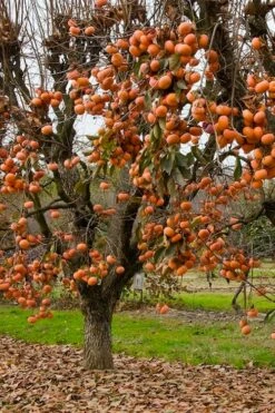 Fuyu Persimmon Tree - 7 Gallon Pot (4-5') -Wilson Bros Gardens Shop diospyros kaki fuyu persimmon tree 5 1