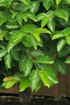 Fuyu Persimmon Tree - 3 Gallon Pot -Wilson Bros Gardens Shop diospyros kaki fuyu persimmon tree 6