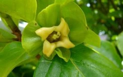 Fuyu Persimmon Tree - 3 Gallon Pot -Wilson Bros Gardens Shop diospyros kaki fuyu persimmon tree 9