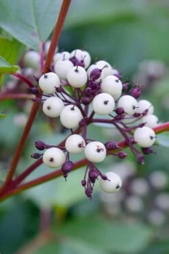 Red Osier Red Twig Dogwood (Cornus Sericea) - 1 Gallon Pot -Wilson Bros Gardens Shop dogwood red osier 500x750 5