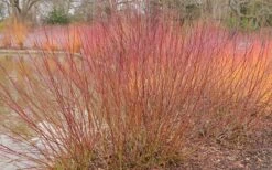 Silky Dogwood (Cornus Amonium) - 2 Gallon Pot -Wilson Bros Gardens Shop dogwood silky 2 800x500 1