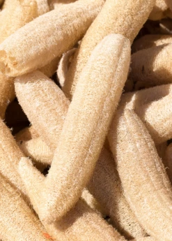 Loofah Gourd (Luffa Aegyptiaca)