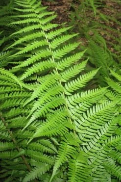 Dixie Wood Fern - Dryopteris Australis - 6 Pack Of 1 Gallon Pots -Wilson Bros Gardens Shop dryopteris australis dixie wood fern 10