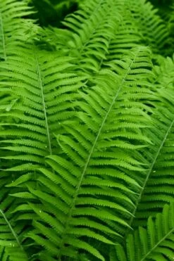 Dixie Wood Fern - Dryopteris Australis - 6 Pack Of 1 Gallon Pots -Wilson Bros Gardens Shop dryopteris australis dixie wood fern 12
