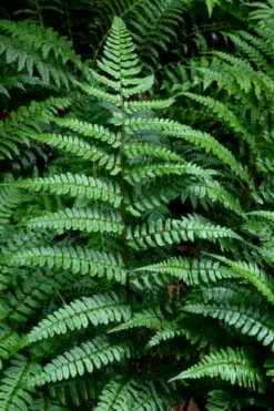 Champions Wood Fern (Dryopteris Championii) - 6 Pack Of 1 Gallon Pots