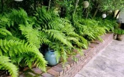Autumn Brilliance Fern (Dryopteris Erythrosora) - 2.5 Quart Pot -Wilson Bros Gardens Shop dryopteris erythrosora autumn brilliance fern 10 1