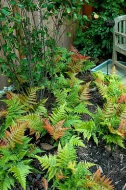 Autumn Brilliance Fern (Dryopteris Erythrosora) - 2.5 Quart Pot -Wilson Bros Gardens Shop dryopteris erythrosora autumn brilliance fern 11 1