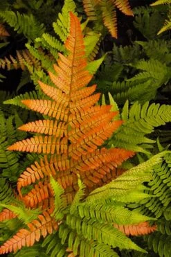 Autumn Brilliance Fern (Dryopteris Erythrosora) - 1 Gallon Pot -Wilson Bros Gardens Shop dryopteris erythrosora autumn brilliance fern 2 2