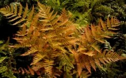 Autumn Brilliance Fern (Dryopteris Erythrosora) - 2.5 Quart Pot -Wilson Bros Gardens Shop dryopteris erythrosora autumn brilliance fern 3 1