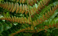 Autumn Brilliance Fern (Dryopteris Erythrosora) - 6 Pack Of 1 Gallon Pots -Wilson Bros Gardens Shop dryopteris erythrosora autumn brilliance fern 4 3