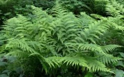 Southern Shield Fern (Dryopteris Ludoviciana) - 1 Gallon Pot -Wilson Bros Gardens Shop dryopteris ludoviciana southern shield fern 100