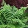 Southern Shield Fern (Dryopteris Ludoviciana) - 1 Gallon Pot