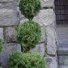Poodle Tier Dwarf Alberta Spruce Topiary - 5 Gallon Pot