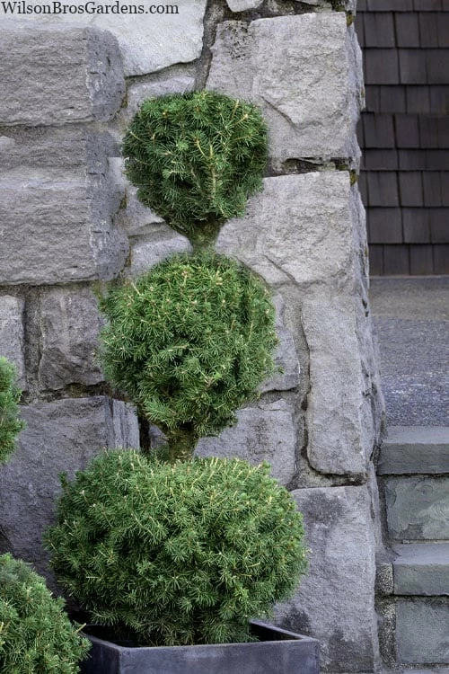 Poodle Tier Dwarf Alberta Spruce Topiary - 2 Gallon Pot 1 Poodle Tier Dwarf Alberta Spruce Topiary - 2 Gallon Pot