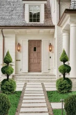 Dwarf Alberta Spruce 2-Ball Cone Topiary - 5 Gallon Pot 7 Dwarf Alberta Spruce 2-Ball Cone Topiary - 5 Gallon Pot -Wilson Bros Gardens Shop dwarf alberta spruce 3 ball poodle tier with pyramid1