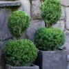Poodle Tier Dwarf Alberta Spruce Topiary (2-Ball) - 2 Gallon Pot