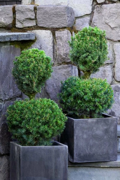 Poodle Tier Dwarf Alberta Spruce Topiary (2-Ball) - 2 Gallon Pot 1 Poodle Tier Dwarf Alberta Spruce Topiary (2-Ball) - 2 Gallon Pot