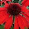 Panama Red Coneflower (Echinacea) - 1 Gallon Pot