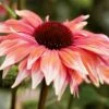 Playful Meadow Mama Coneflower (Echinacea) - 6 Pack Of 1 Gallon Pots