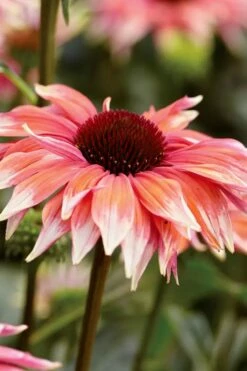 Playful Meadow Mama Coneflower (Echinacea) - 6 Pack Of 1 Gallon Pots