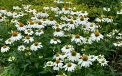 PowWow White Coneflower (Echinacea) - 5 Pack Quart Pots -Wilson Bros Gardens Shop echinacea powwow white coneflower 10 1