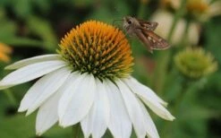 PowWow White Coneflower (Echinacea) - 1 Gallon Pot -Wilson Bros Gardens Shop echinacea powwow white coneflower 4